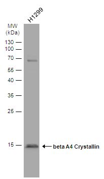 beta A4 Crystallin Rabbit Polyclonal Antibody