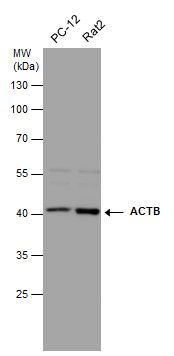 actin beta Antibody