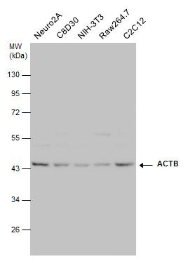 actin beta Antibody