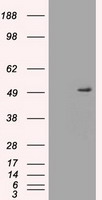 beta Arrestin 1 Antibody