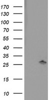 CTNNB1 Antibody