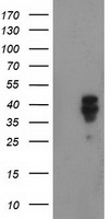 beta Catenin Antibody