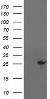 beta Catenin Antibody