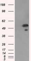 beta Catenin Antibody