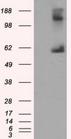 beta Catenin Antibody