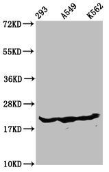 HIST1H1D Antibody