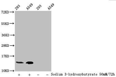 HIST1H2BC Antibody