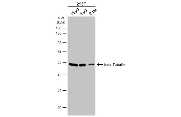 beta Tubulin antibody