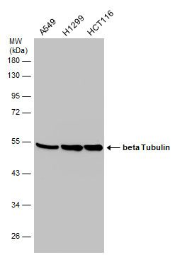 beta Tubulin antibody