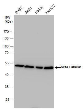 beta Tubulin antibody