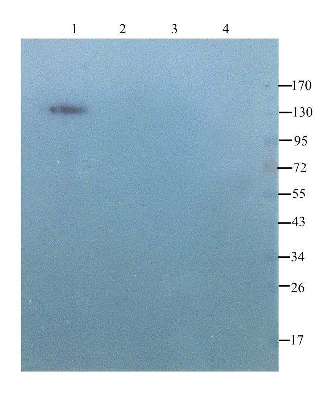 beta 1 Adrenergic Receptor antibody