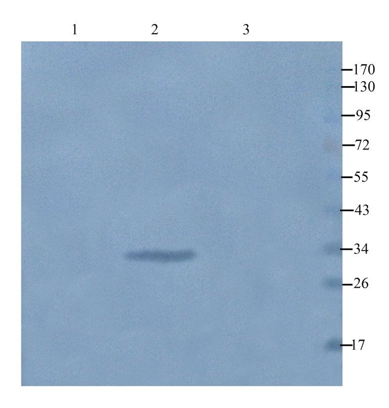beta 1 Adrenergic Receptor antibody