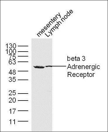 beta 3 Adrenergic Receptor antibody