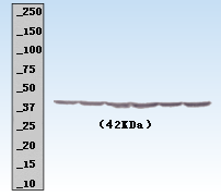 beta Actin antibody