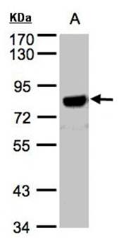 beta-Amyloid antibody