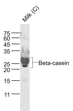 Beta casein antibody