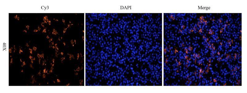 beta Endorphin antibody