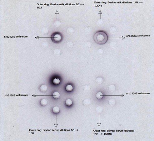 Rabbit anti Bovine beta lactoglobulin