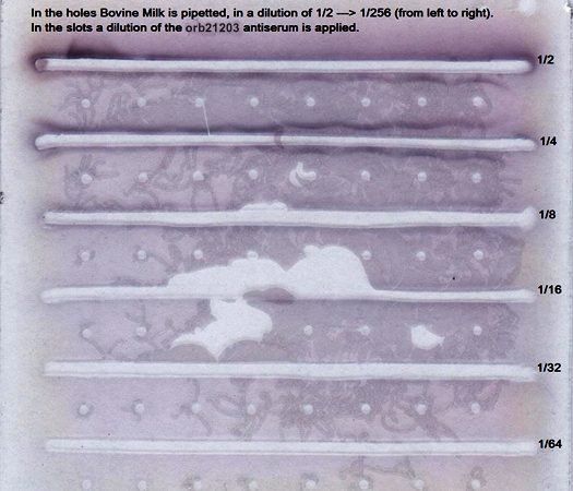 Rabbit anti Bovine beta lactoglobulin