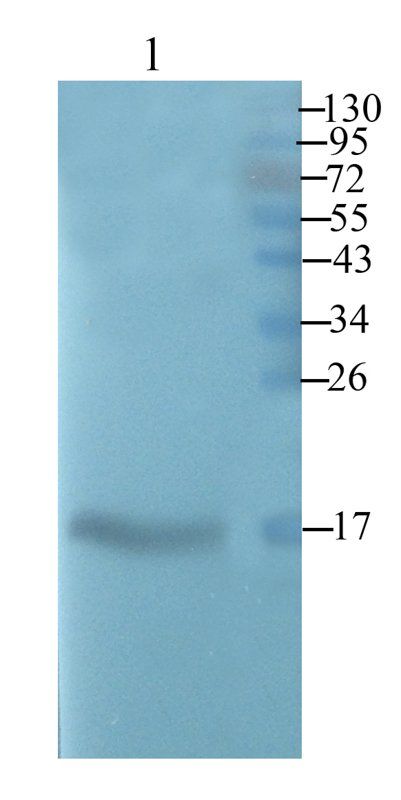 beta Lactoglobulin antibody