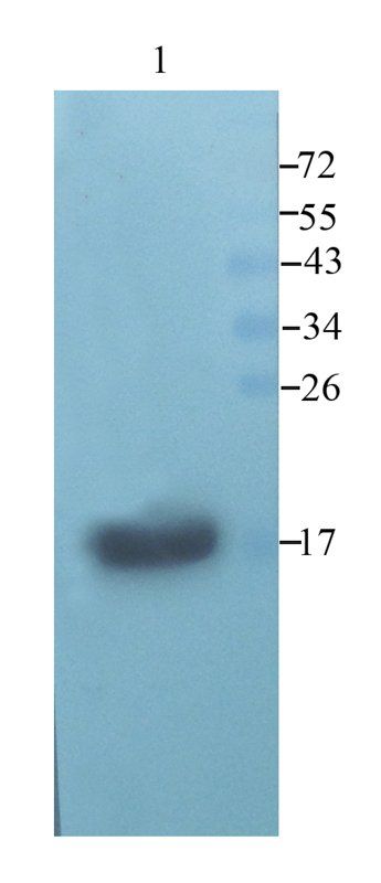 beta Lactoglobulin antibody