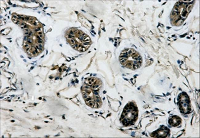β-tubulin Mouse Monoclonal Antibody