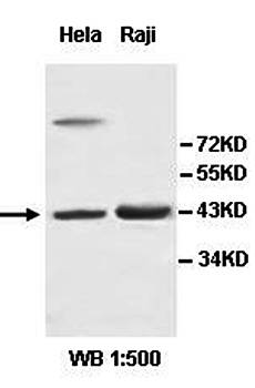 Beta Actin Rabbit Polyclonal Antibody
