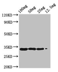 BETVIA Antibody