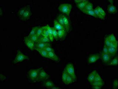 BEX2 Antibody