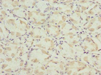 BEX3 Antibody