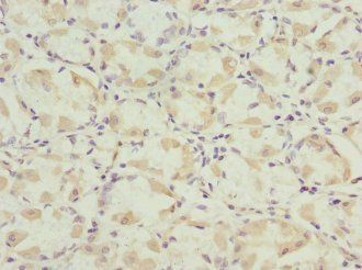 BEX3 antibody