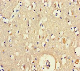 BEX5 Antibody