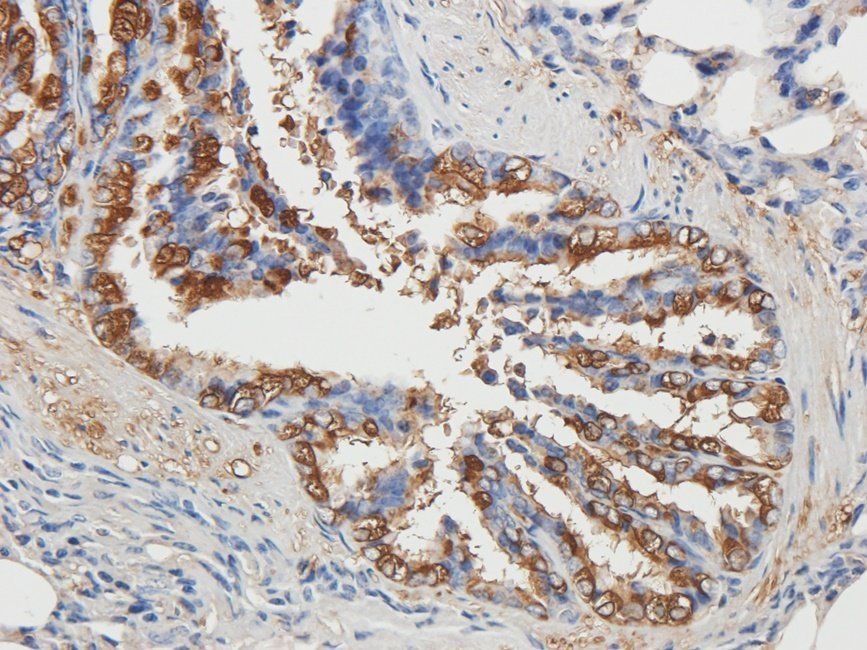 bFGF antibody