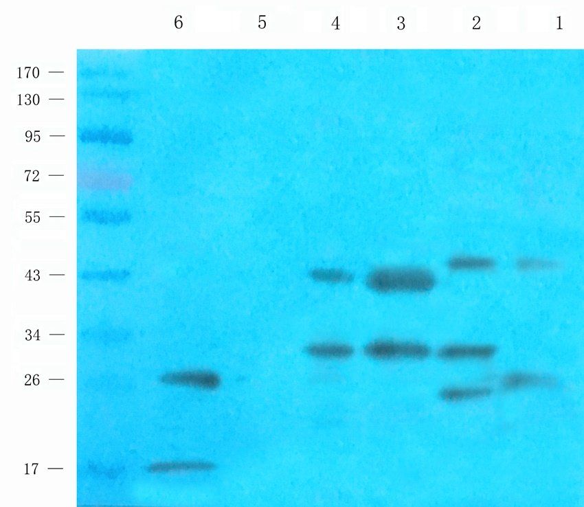 bFGF antibody