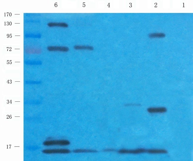 bFGF antibody