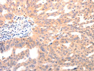 BGLAP Antibody