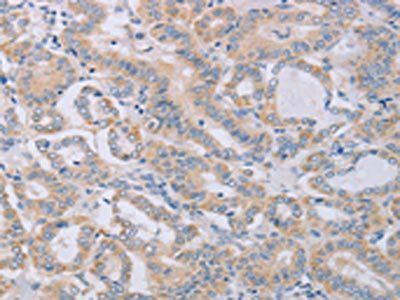 BGLAP Antibody