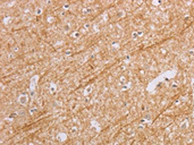 BGLAP Antibody