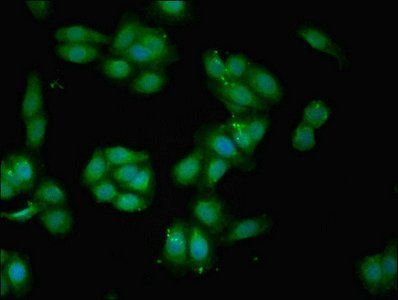 BGN Antibody