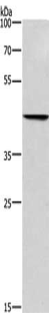 BGN antibody