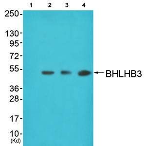 BHLHB3 antibody