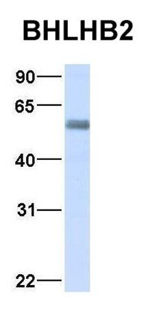 BHLHE40 antibody