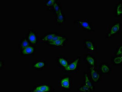 BHLHE40 Antibody
