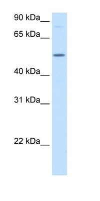 BHMT antibody