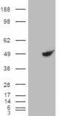 Goat anti-BHMT Antibody
