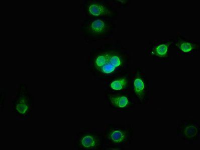 BICC1 Antibody