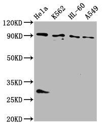 BICD2 antibody