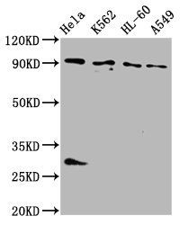BICD2 Antibody