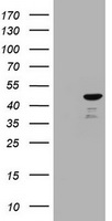BID Antibody