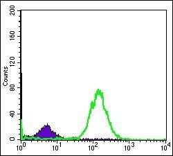 BID Antibody